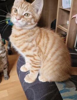 Maine coon- mix kitten - Kubschütz