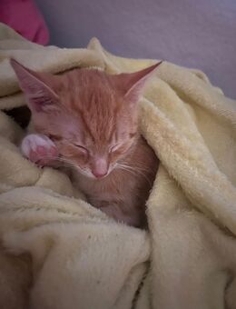 Verspielter kater abzugeben🧡 - Lippstadt