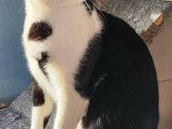 Junger, lebensfroher Kater Lenny - Karlsruhe