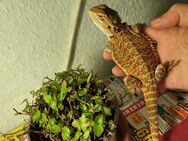 Bartagamen Jungtiere abzugeben - Wittingen
