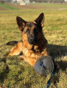Deutscher Schäferhund, junger Rüde - Klingnau