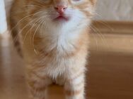 Leo Mozart von Murlikin Kater, Kitten abzugeben - Höchst (Odenwald)