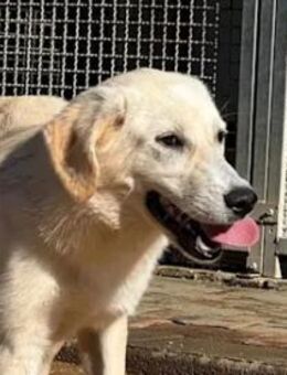 IRMA -ausgesetzt zum Sterben - Regensburg