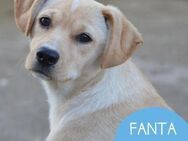 Aufgeschlossene Fanta sucht ihr Zuhause - Tarmstedt