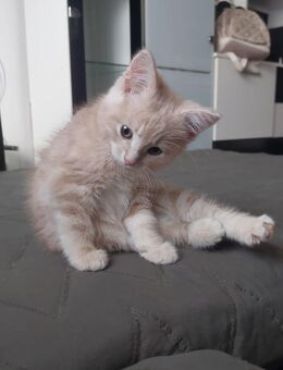 Katzen Babys suchen neuen zuhause - Emden