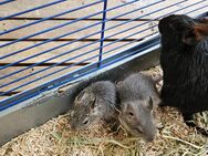 Degu babys weibchen - Berlin
