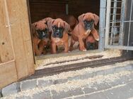Boxer- Welpen - Woldegk