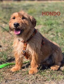 Hondo charmant und freundlich - Linden (Hessen)