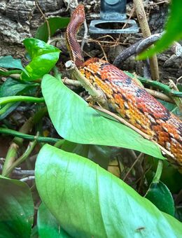 Hübsche Kornnatter, Naturfarben abzugeben - Wolfenbüttel
