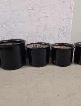 Schöne Keramikübertöpfe - München Untergiesing-Harlaching