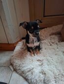 Süßer Chihuahua Welpen sucht ein schönes Zuhause in 18055