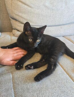2 schwarze Kitten suchen ein liebevolles Zuhause - Bielefeld Zentrum