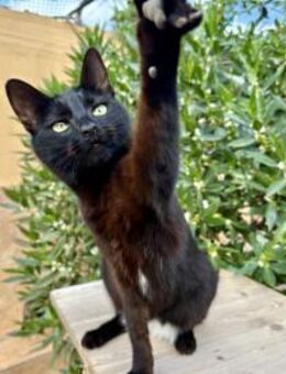 Schmusekatze Eyra sucht Dich! - Walluf