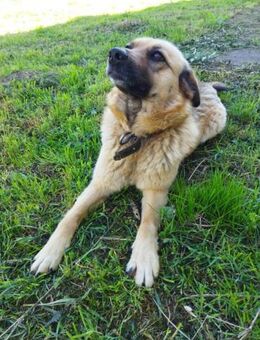 CHERRY ist eine HERZENSHündin ♥️ - München