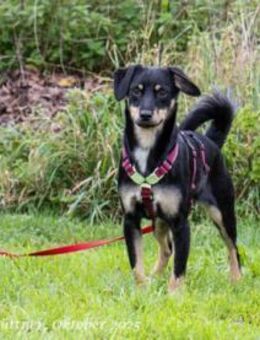 Diva ist pflegeleicht - Egelsbach