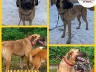 Kimba Schäferhund Mischling Hündin - Margetshöchheim