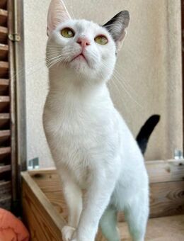 Fröhliche FIV+ Kiki - Ellerbek