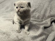 Bkh kitten - Köln
