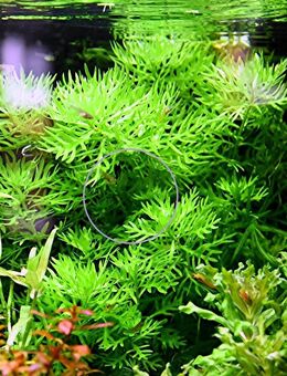 Wasserprimel, Aquarienpflanze, Versand/ Abholung - Mechernich
