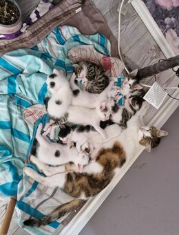 Katzenbabys zu verkaufen - Höchst (Odenwald)