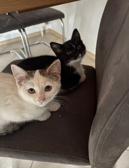 Geschwisterpärchen Katze und Kater Luna und Milano - Metten