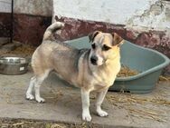 Izisz wünscht sich ein Kuschelkörbchen - Nordwalde