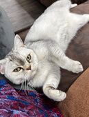 🐾 Wurfankündigung – Britisch Kurzhaar Kitten erwartet am 26.12.! 🐾 in 45968