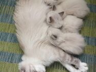 Ragdoll Kitten - Gochsheim