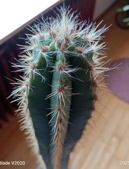 Säulenkaktus mit Übertpf - Herbrechtingen