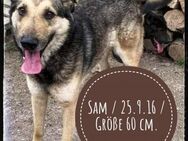 Sam lebt seit seiner Geburt im Shelter - Gelenau (Erzgebirge)