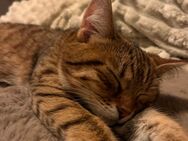 Europäische kurzhaarkatze - Seligenstadt