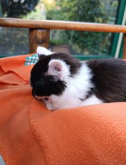 Kitten Katzen baby Kater nur in gute Hände abzugeben - Billerbeck