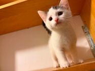 Kitten - Büren