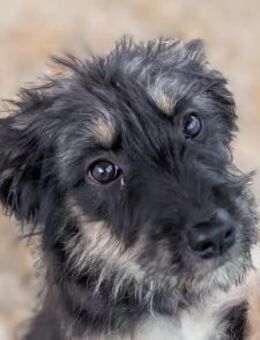 Akita- verschmust und menschenbezogen - Hamburg