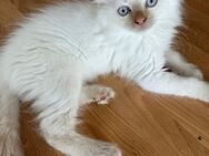 Baby Ragdoll sucht neues Zuhause - Düsseldorf