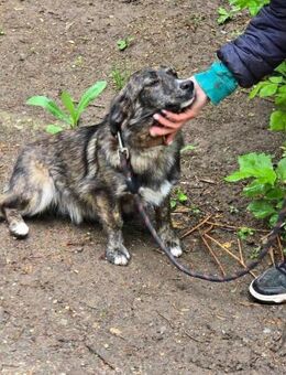Verspielte kleine soziale AYA 🐾♥️ - München