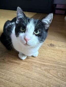 Lieber verschmuster junger Kater Soka - Stelle