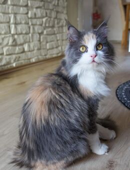 Maincoon mit Handicap - Mellrichstadt