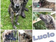 LUCIO * großer Bub sucht Vorbild - Duisburg