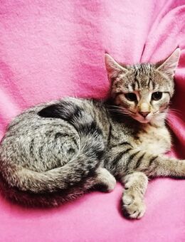 2 zuckersüße Teppichflitzerinen sucht Traumschloss Tigerin Kätzchen Kitten Katzenbaby - Freiensteinau