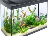 aquarium planer - Poing