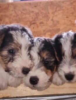 Drahthaar Foxterrier Welpen - Hinte