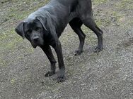 Labrador Doggo Mix Hündin dringend abzugeben! - Roßwein