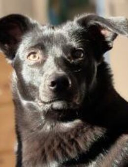 Schwarze Hündin - Ino- - Rambin