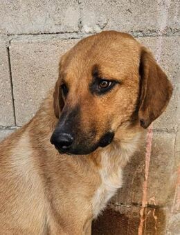 Thelma sucht Menschen mit viel Herz - Laatzen