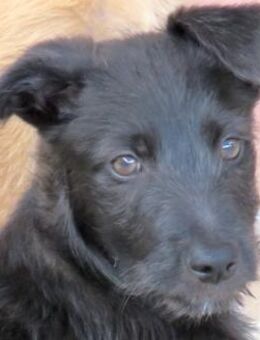 Piper 3 -von Ladefläche gerettet- - Oldenburg