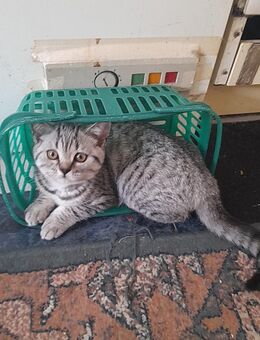 Cleo sucht nach einem schönen Zuhause - Bonn