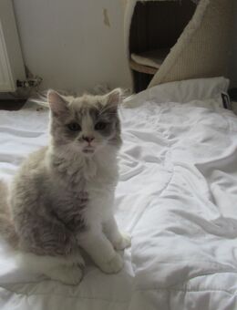 Kater 4 Monate - München