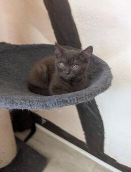 BKH Kitten chocolate Auszugsbereit - Reichshof