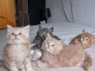 *Maine Coon Kitten - Kuschelzeit ist angesagt!* - Dortmund Scharnhorst
